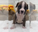 Small #5 Boxer