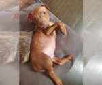 Small #27 American Pit Bull Terrier-Staffordshire Bull Terrier Mix