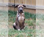 Small #4 Chinese Shar-Pei Mix