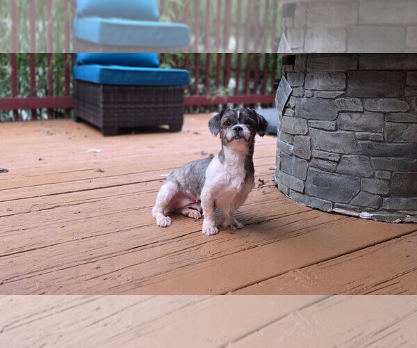 Medium Photo #2 Shih Tzu-Unknown Mix Puppy For Sale in Thomasville, NC, USA