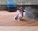 Small #1 Shih Tzu Mix