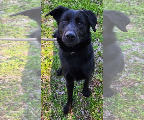 Medium Photo #3 Labrador Retriever-Unknown Mix Puppy For Sale in Wetumpka, AL, USA