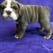Small Photo #6 Bulldog Puppy For Sale in GROSSE POINTE FARMS, MI, USA