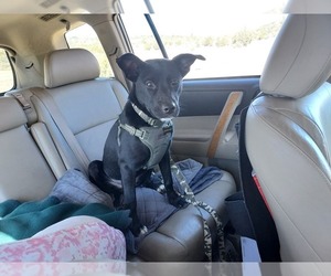 Basenji-Labrador Retriever Mix Puppy for sale in PRESCOTT, AZ, USA