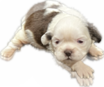 Puppy 2 Shih Tzu