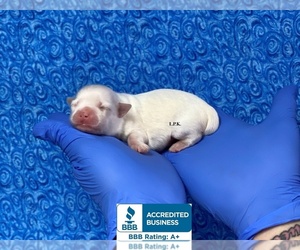 Maltese-Poodle (Toy) Mix Puppy for sale in WINNSBORO, LA, USA