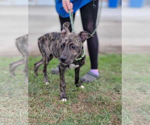 Medium Photo #6 Boxador Puppy For Sale in Orangeburg, SC, USA