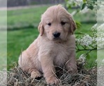 Puppy Puppy 3 Golden Retriever