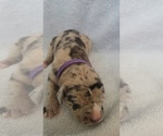 Small Photo #24 Daniff-Neapolitan Mastiff Mix Puppy For Sale in MONTEVIEW, ID, USA