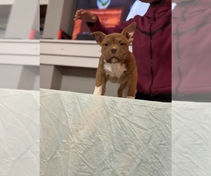 Medium American Bully