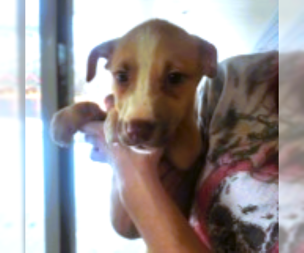 Medium Photo #30 Siberian Husky-Unknown Mix Puppy For Sale in Fargo, ND, USA