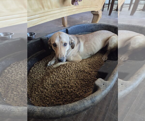 Medium Photo #3 Mutt Puppy For Sale in Chandler, AZ, USA