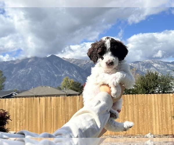 Medium Photo #17 Poodle (Standard) Puppy For Sale in GARDNERVILLE, NV, USA