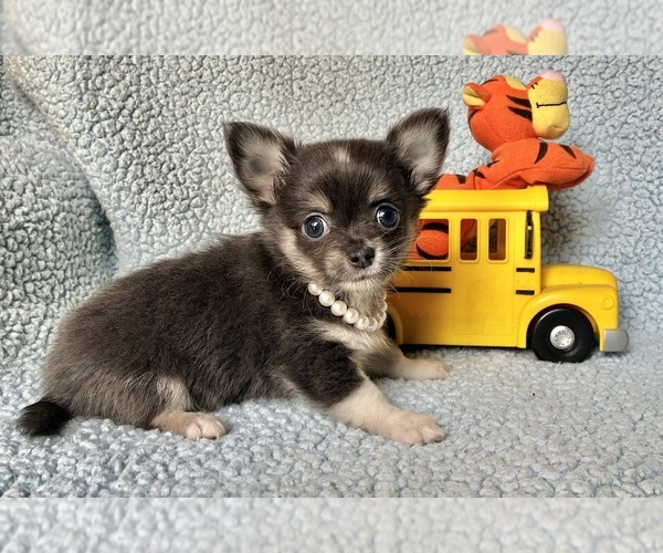 Medium Photo #1 Chihuahua Puppy For Sale in NEWVILLE, PA, USA