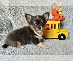 Chihuahua Puppy for sale in NEWVILLE, PA, USA