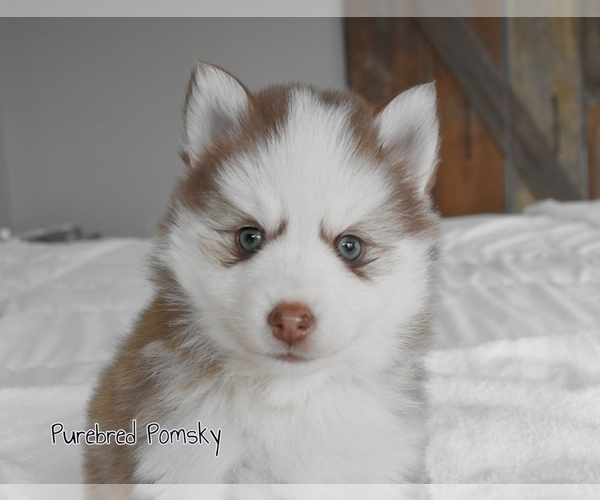Medium Photo #5 Pomsky Puppy For Sale in KANSAS CITY, MO, USA