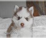 Small #4 Pomsky