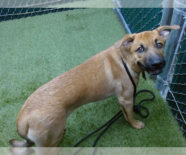 Medium Photo #1 German Shepherd Dog-Unknown Mix Puppy For Sale in Downey, CA, USA