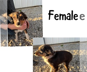 Miniature Australian Shepherd Puppy for sale in NEW WASHINGTN, IN, USA