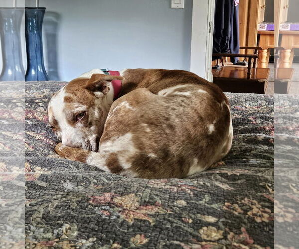 Medium Photo #6 Catahoula Leopard Dog-Unknown Mix Puppy For Sale in Woodbury, NY, USA