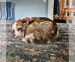 Small #5 Catahoula Leopard Dog Mix