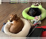 Small #3 Chihuahua Mix