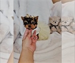 Small #2 Yorkshire Terrier
