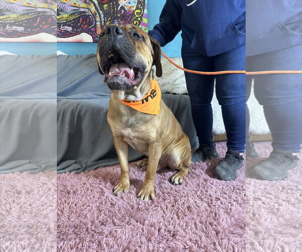 Medium Photo #5 Bullmastiff Puppy For Sale in Goodyear, AZ, USA
