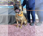 Small #4 Bullmastiff