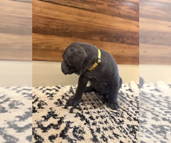 Medium Photo #60 Cane Corso Puppy For Sale in BARBOURSVILLE, VA, USA