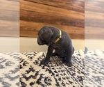 Small Photo #60 Cane Corso Puppy For Sale in BARBOURSVILLE, VA, USA