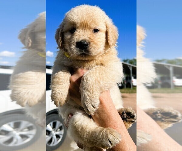 Medium Photo #1 Golden Retriever Puppy For Sale in MASON, TX, USA