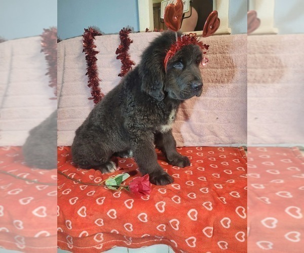 Medium Photo #4 Newfoundland Puppy For Sale in AURORA, IN, USA