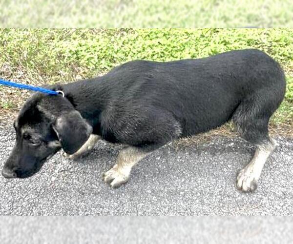 Medium Photo #3 German Shepherd Dog-Unknown Mix Puppy For Sale in Houston, TX, USA