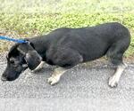 Small #2 German Shepherd Dog Mix