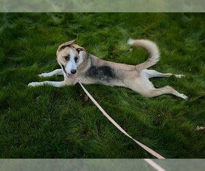 Anatolian Shepherd-Unknown Mix Dogs for adoption in Sacramento, CA, USA