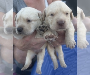 Golden Labrador Puppy for sale in BUCKEYE, AZ, USA
