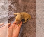Small #3 English Cream Golden Retriever