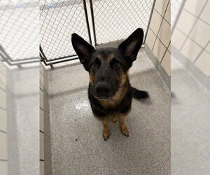 German Shepherd Dog-Unknown Mix Dogs for adoption in Pasadena, TX, USA