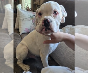 Medium Boxer