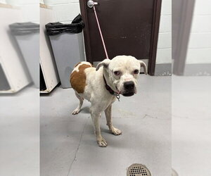 American Pit Bull Terrier-Unknown Mix Dogs for adoption in Corpus Christi, TX, USA