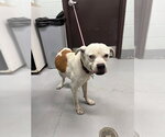 CLIFFORD - Male American Pit Bull Terrier-Unknown Mix Dog for Adoption - Small photo