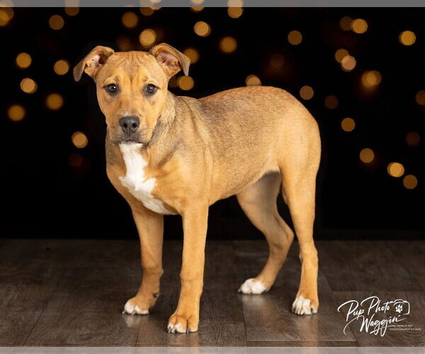 Medium Photo #1 Black Mouth Cur-Unknown Mix Puppy For Sale in Claremore, OK, USA