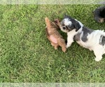 Small Photo #35 Shorkie Tzu Puppy For Sale in EDMOND, OK, USA