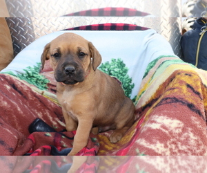 Boxador-Labrador Retriever Mix Puppy for sale in SHILOH, OH, USA