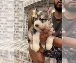 Small Photo #23 Siberian Husky Puppy For Sale in KANSAS CITY, MO, USA