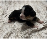 Puppy 8 Greater Swiss Mountain Dog