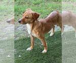 Small #1 Labrador Retriever Mix