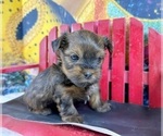 Small #9 Morkie