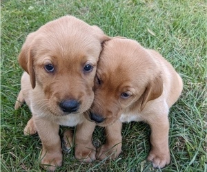 Golden Labrador Puppy for sale in SWANVILLE, MN, USA